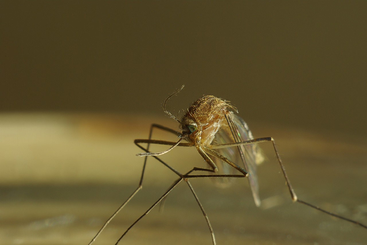 Bill Gates mosquitos: 5 datos sorprendentes que no conocías 13 bill gates mosquitos