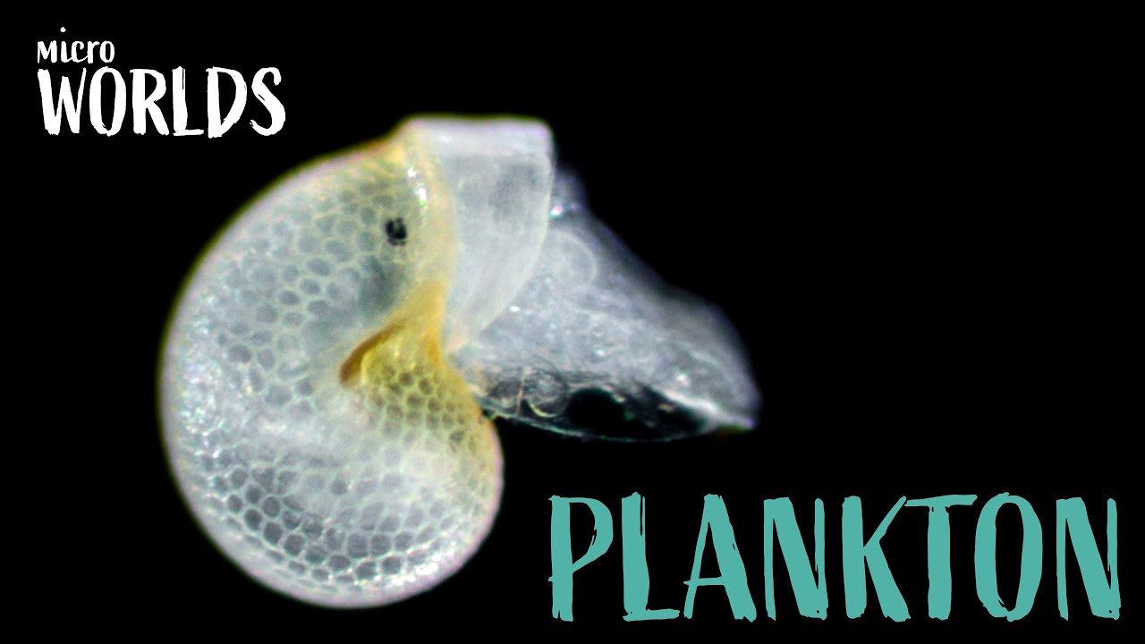 plancton