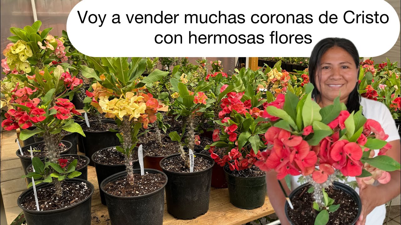 Planta corona de Cristo: 7 cuidados indispensables para 2025 13 planta corona de cristo
