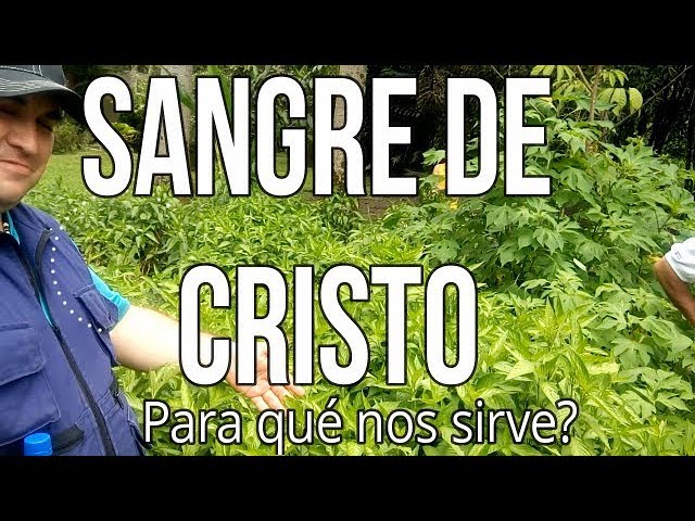 Planta sangre de Cristo: 7 beneficios sorprendentes para ti 13 planta sangre de cristo