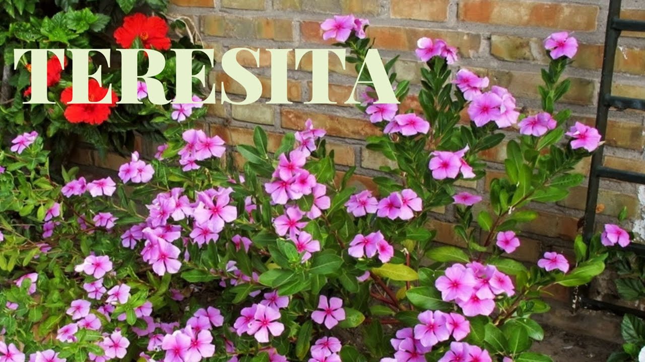 Teresitas flores: 7 secretos para cultivarlas con éxito 16 teresitas flores