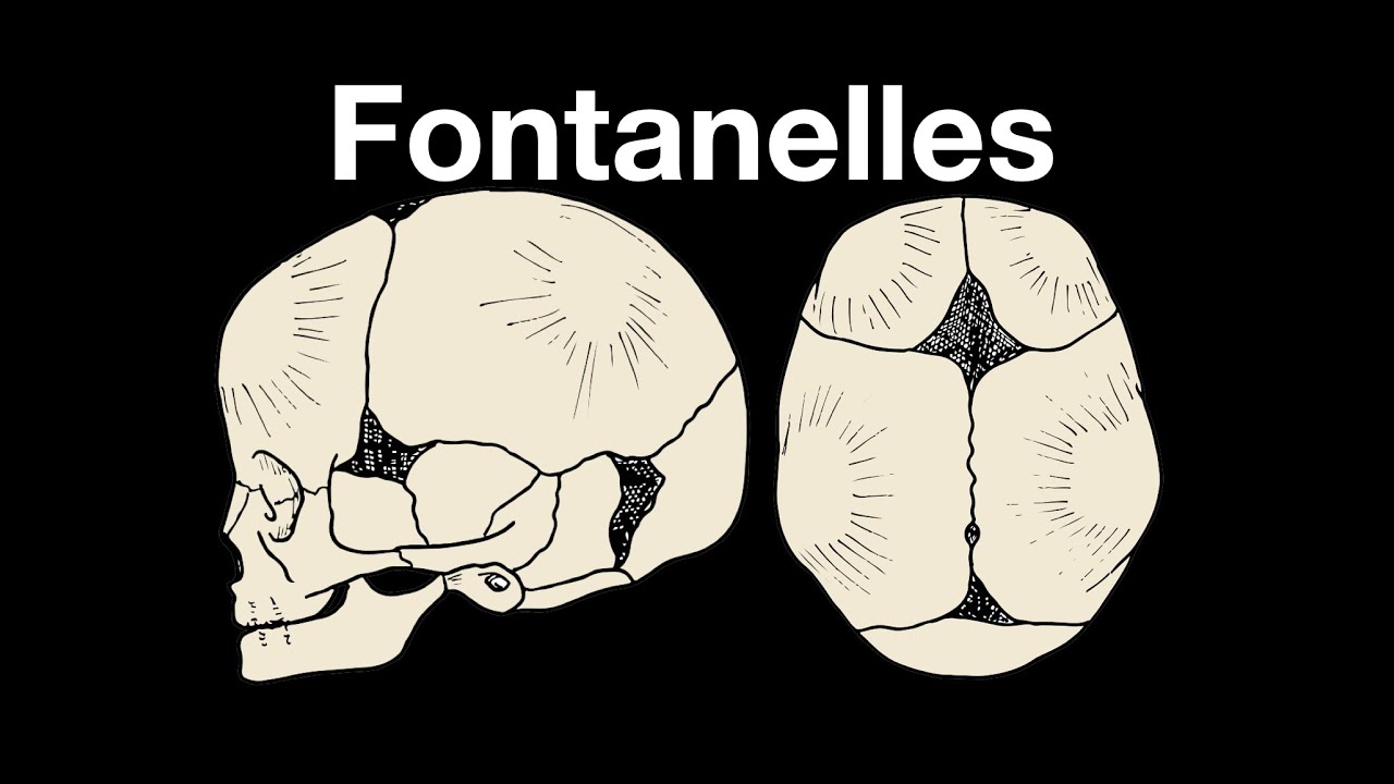 Fontanelle: 7 datos sorprendentes que no conocías 16 fontanelle